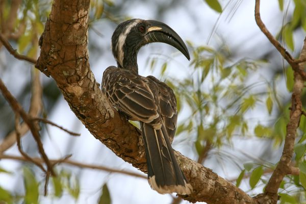African Grey Hornbill