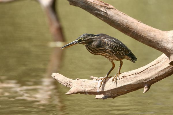 Black-crowned Night-Heron