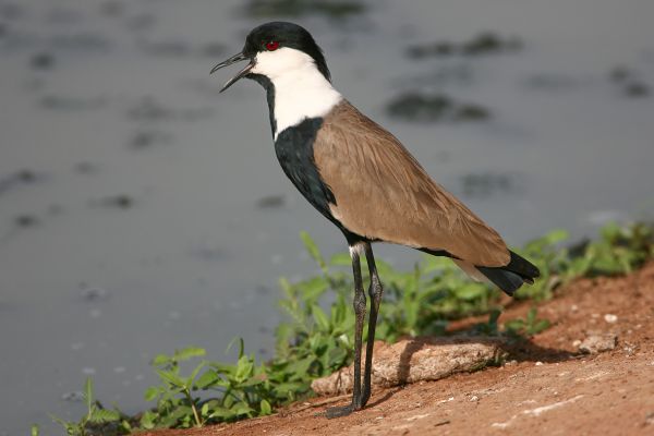 Spur-winged Lapwing