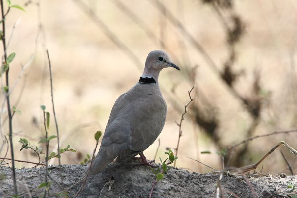 Vinaceous Dove