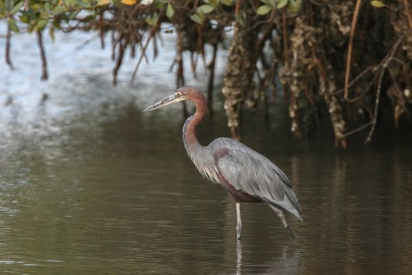  Goliath Heron