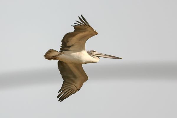 Pink-backed Pelican