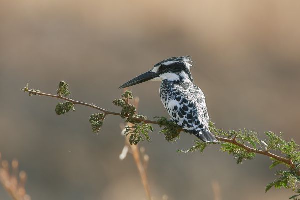  Pied Kingfisher