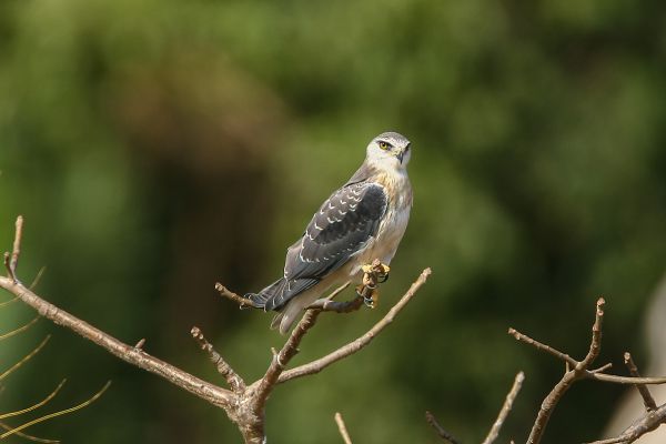 Black-winged Kite
