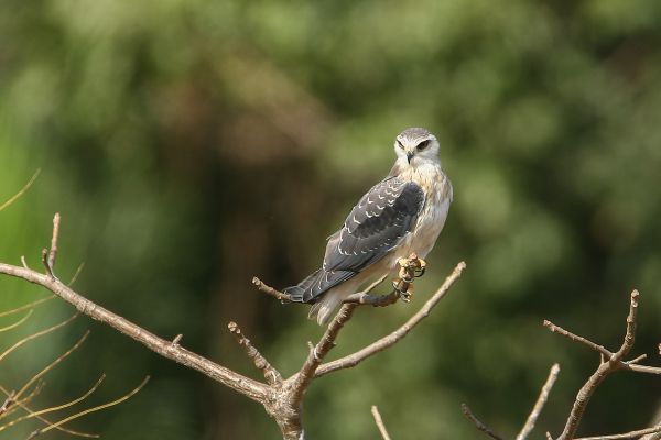 Black-winged Kite