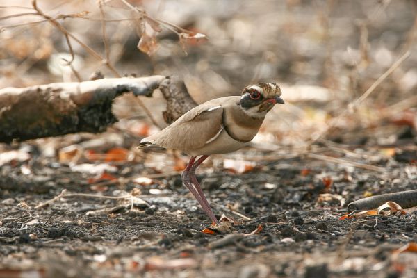 Bronze-winged Courser
