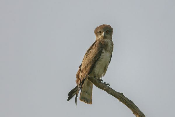 Brown Snake-Eagle