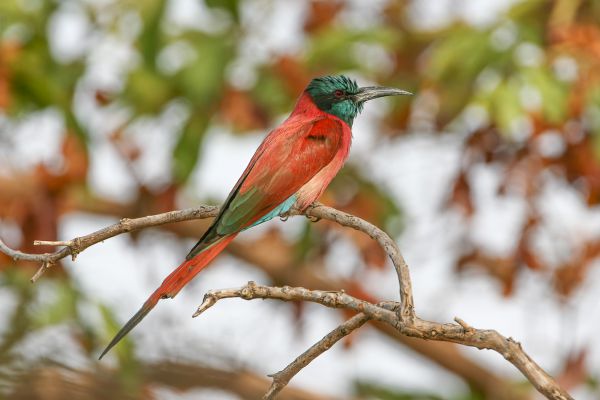 Northern Carmine Bee-eater