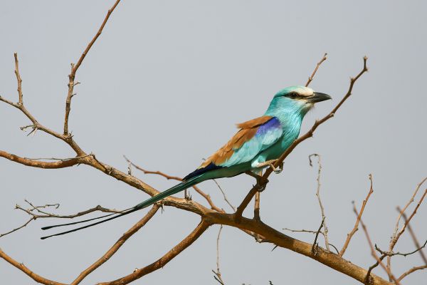 Abyssinian Roller