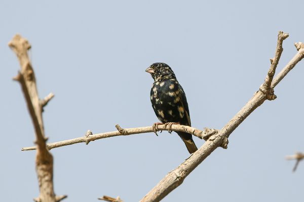 Pale-winged Indigobird