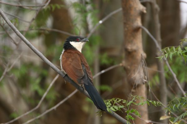 Senegal Coucal