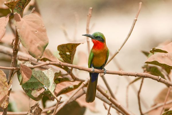 Red-throated Bee-eater