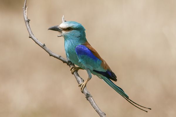 Abyssinian Roller