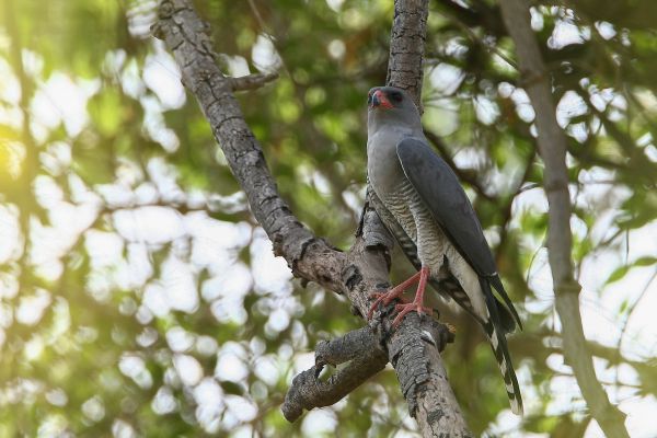 Dark Chanting-Goshawk