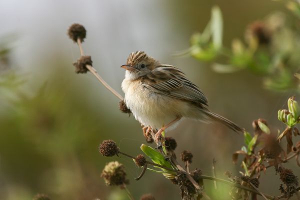  Zitting Cisticola