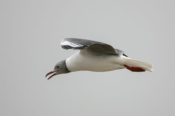  Grey-headed Gull