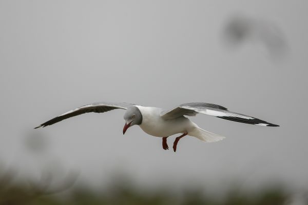  Grey-headed Gull