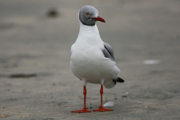  Grey-headed Gull