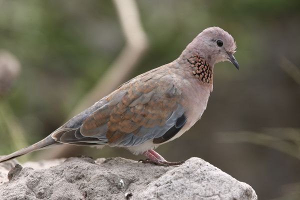  Laughing Dove