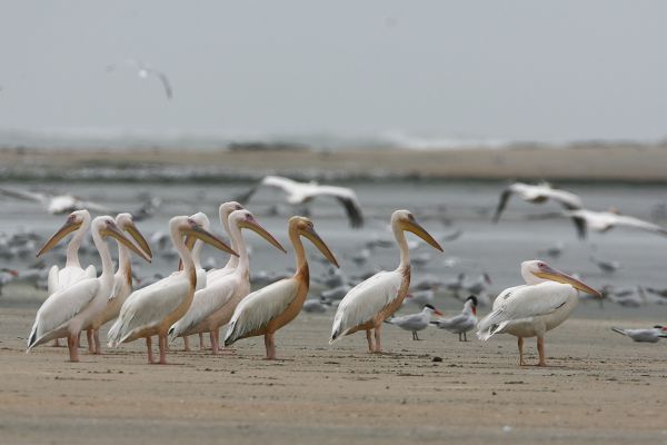 Great White Pelican