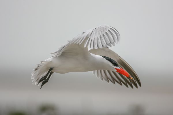 Caspian Tern