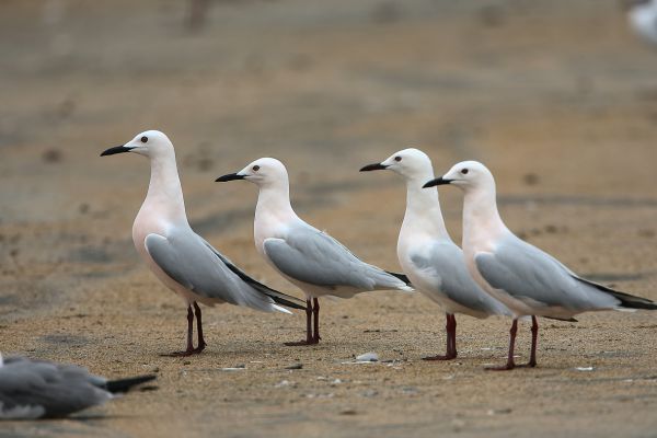  Slender-billed Gull