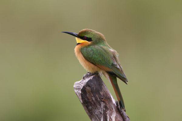 Little Bee-eater