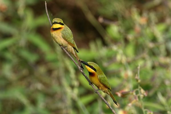 Little Bee-eater