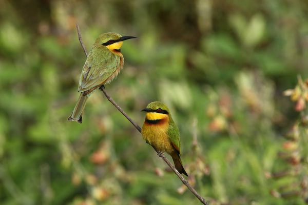 Little Bee-eater