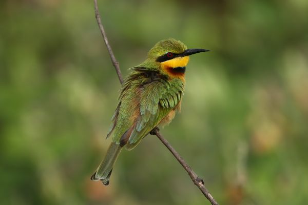 Little Bee-eater