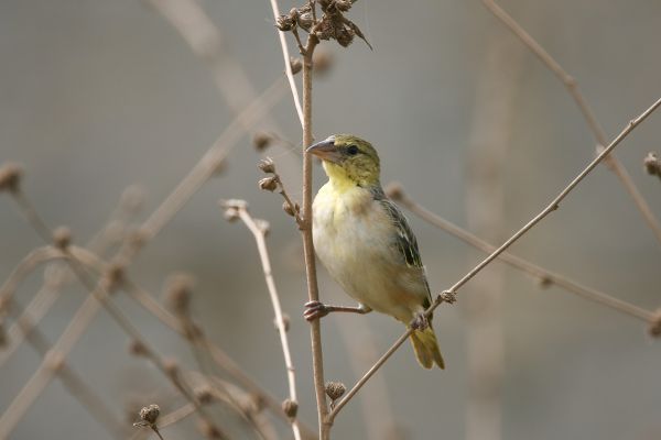 Village Weaver