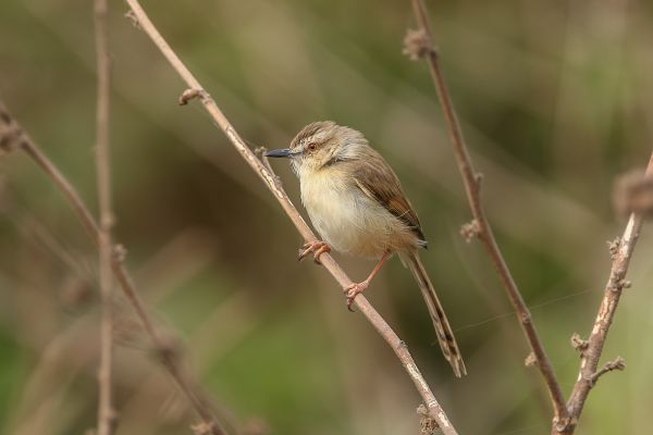 Dorst's Cisticola 