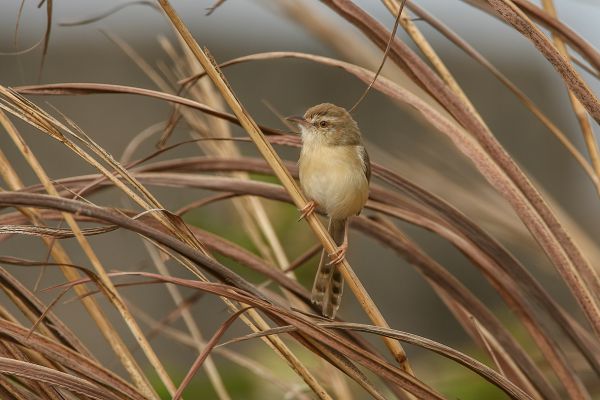 Dorst's Cisticola 