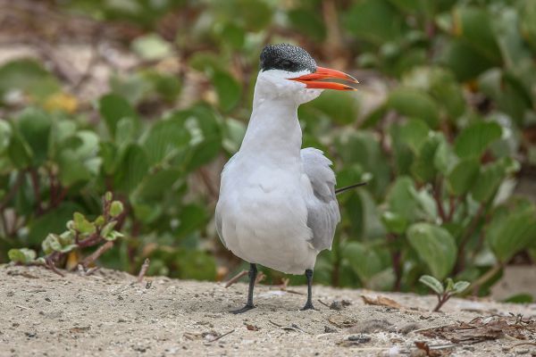  Caspian Tern
