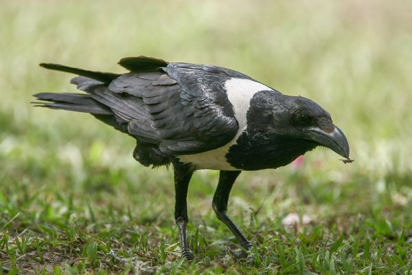 Pied Crow