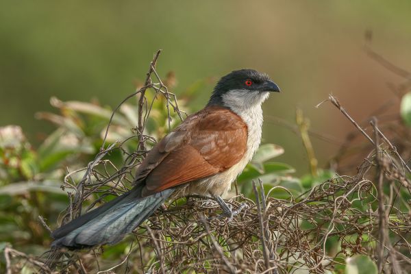 Senegal Coucal