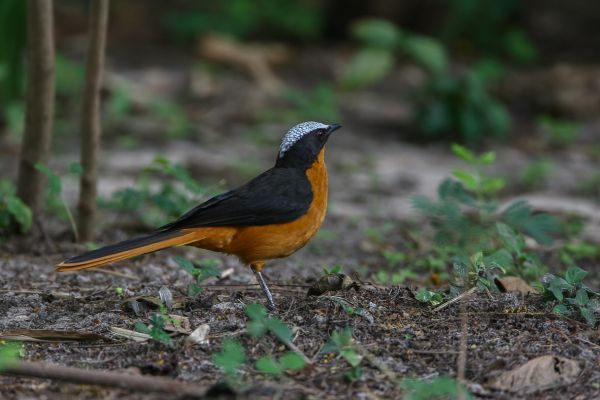 Snowy-crowned Robin-Chat