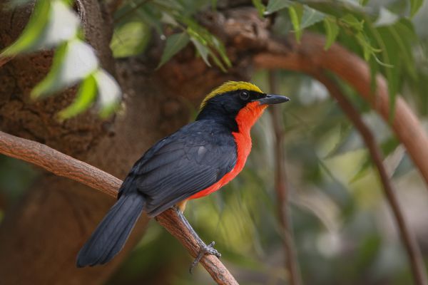 Yellow crowned gonolek