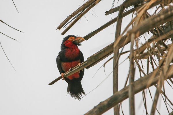 Bearded Barbet