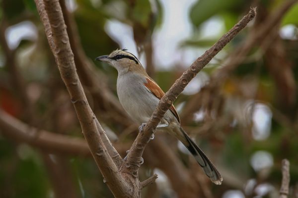 Black-crowned Tchagra