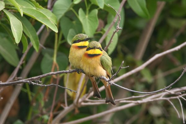 Little Bee-eater