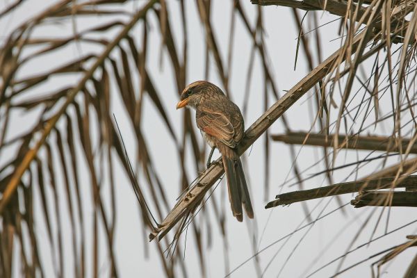 Yellow-billed Shrike