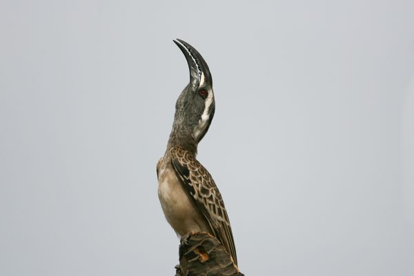 African Grey Hornbill