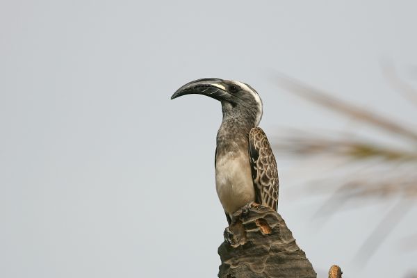 African Grey Hornbill