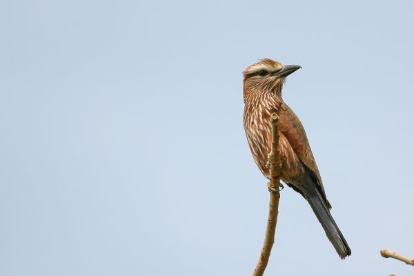 Rufous-crowned Roller