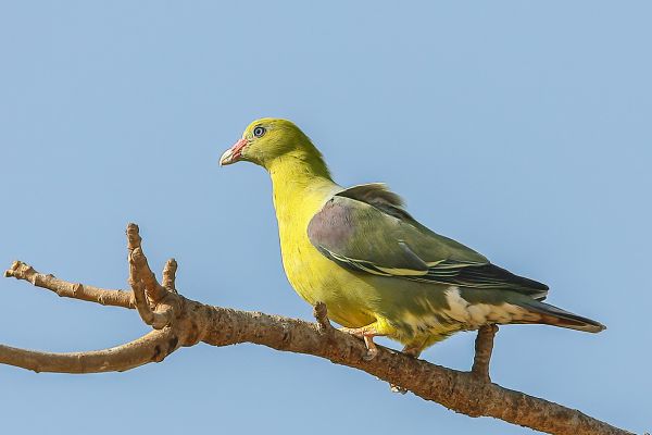  African Green-Pigeon