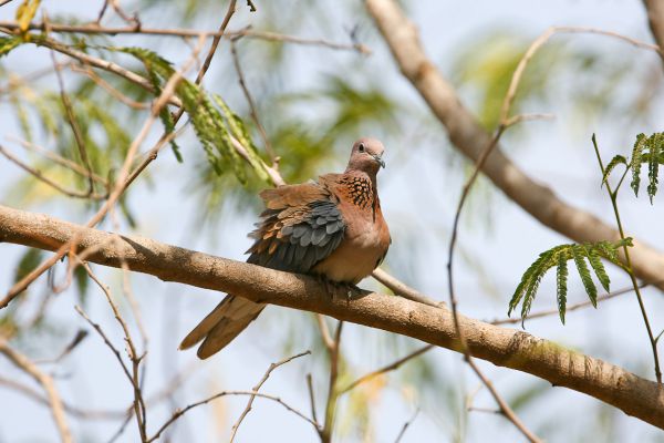 Laughing Dove