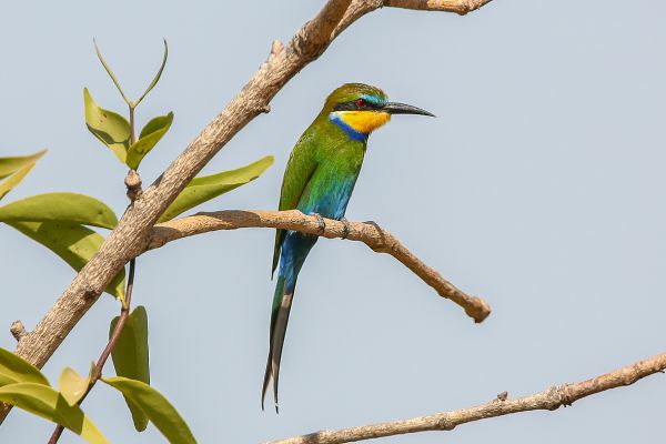 Swallow tailed bee eater