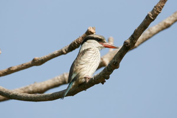 Striped Kingfisher