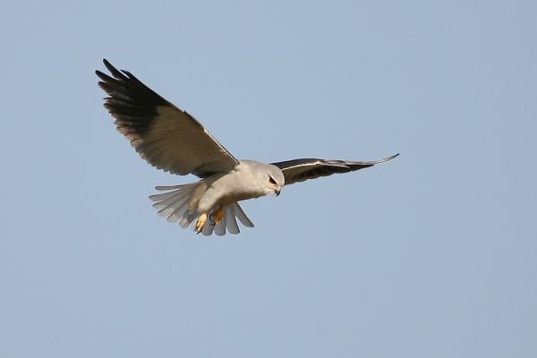 Black-shouldered Kite